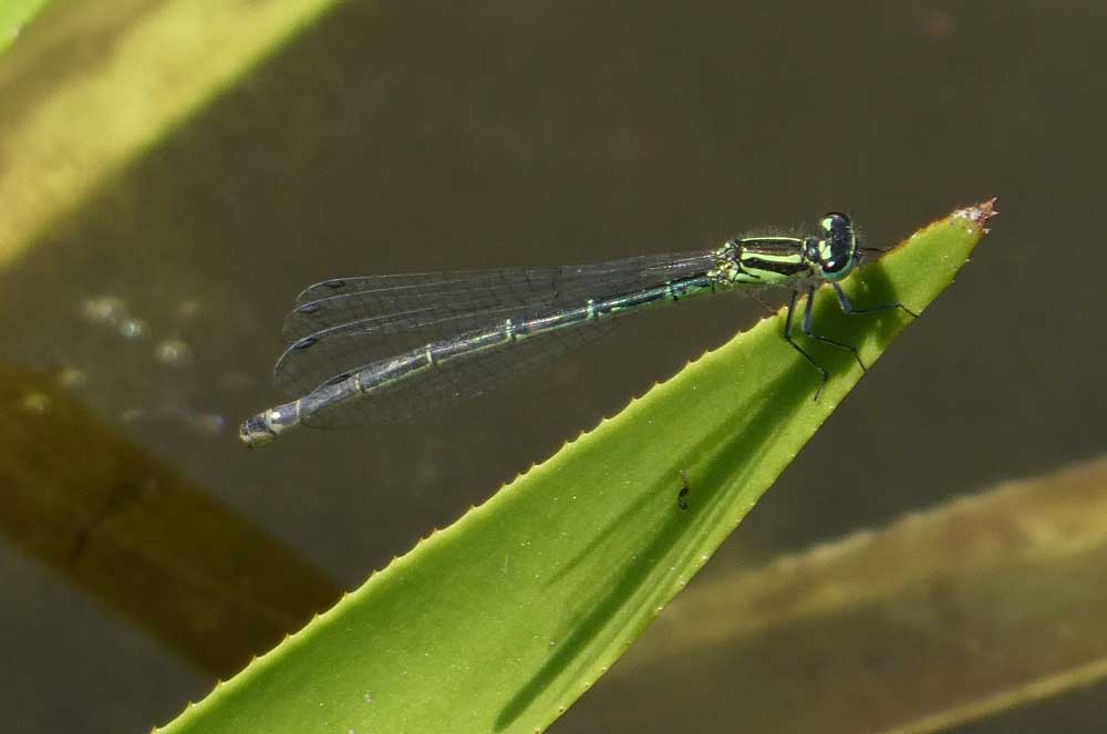 Coenagrion_puella